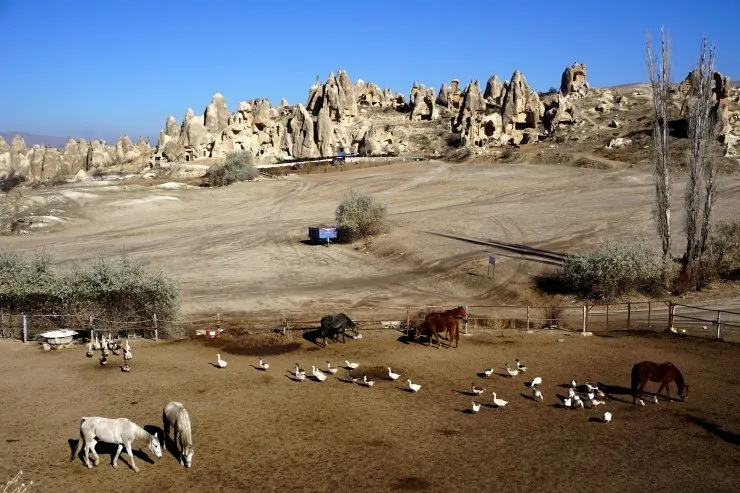 grazing horses in the unique landscape of cappadocia